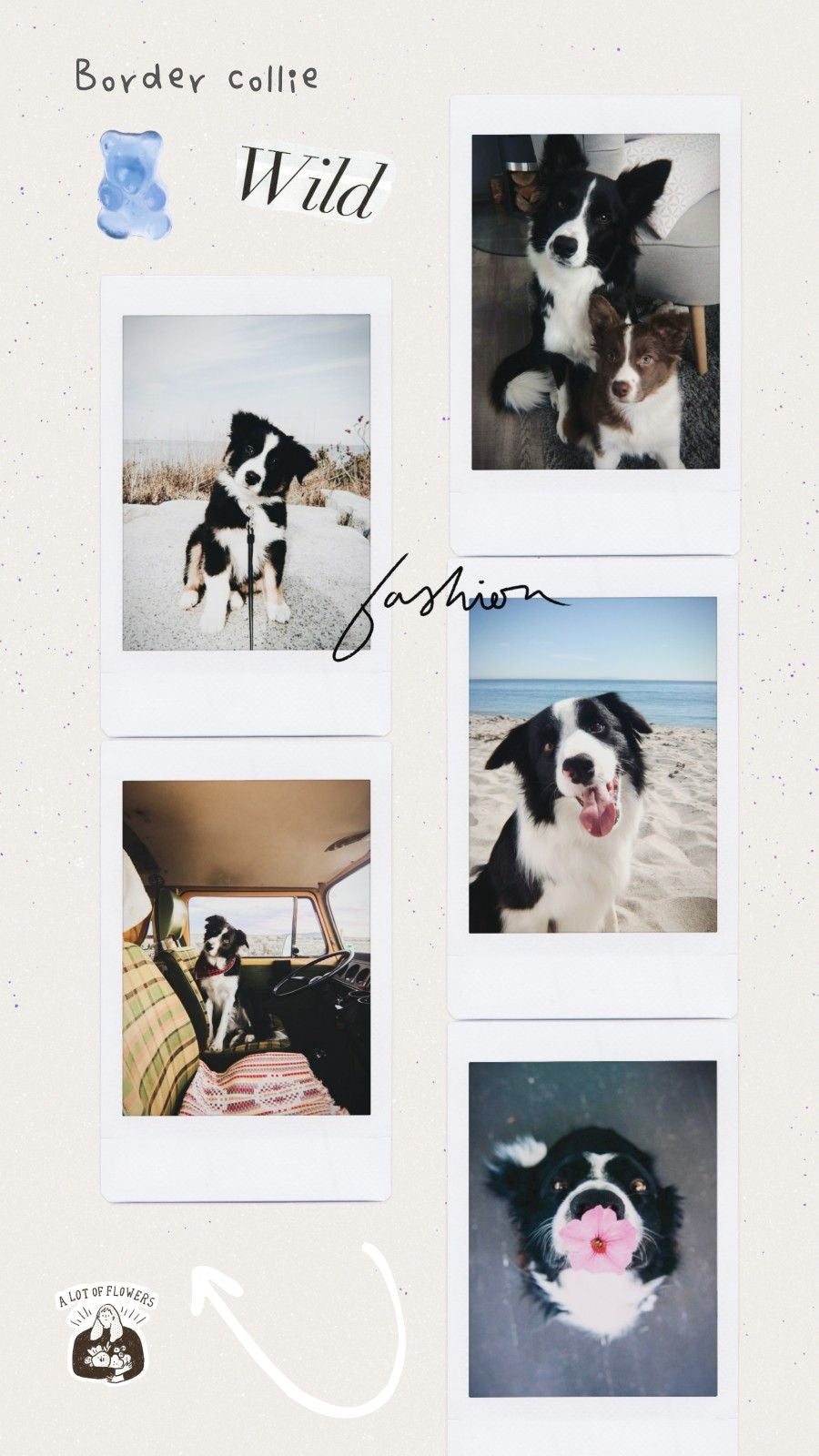Pet Photo Books & Memory Albums
